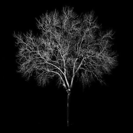 arbre_nuit.jpeg